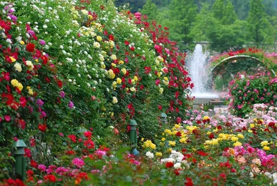 Фотография с роскошными цветами роз в Розарии И Садах С Розами