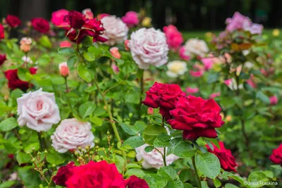 Красивое изображение с розами в Розарии И Садах С Розами
