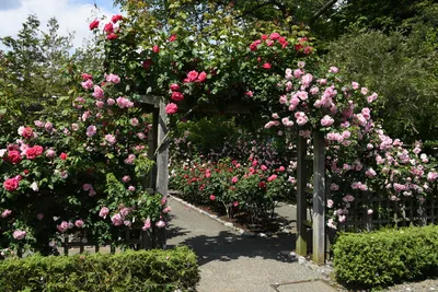 Изображение с красивыми цветами роз в Розарии И Садах С Розами