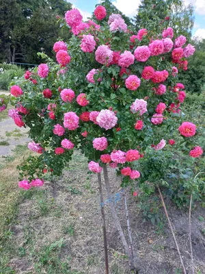 Картинка с роскошными цветами роз в Розарии И Садах С Розами