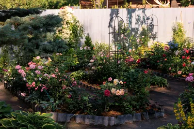 Красивое фото с розами в Розарии И Садах С Розами, которое заставит вас мечтать о таком же саде.