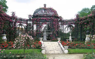 Красочное изображение роз в Розарии И Садах С Розами