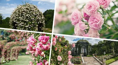 Эта фотография из Розарии И Садов С Розами описывает красоту роз в идеальном саду