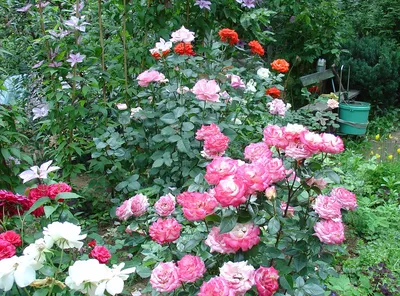 Фото прекрасного сада с розами