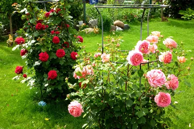 Изображение уютного сада с розами