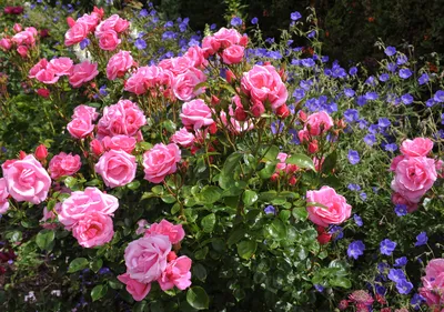 Фото цветущего розария