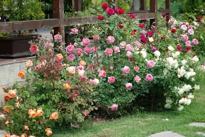 Изумительная фотография роз в Розарии И Садах С Розами
