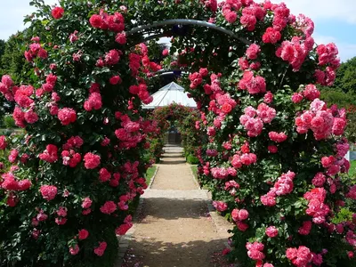 Прекрасное изображение роз в Розарии И Садах С Розами