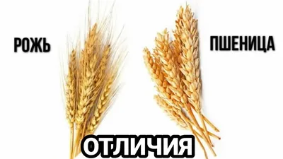 Картина по номерам с поталью 40 × 50 см «Золотая рожь» 24 цветов купить в  Чите Роспись в интернет-магазине Чита.дети (9700088)