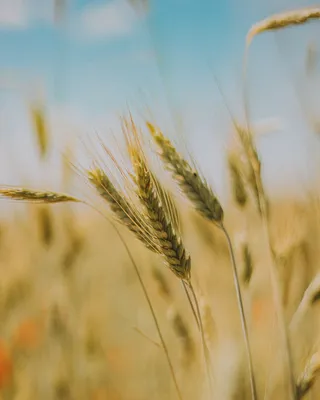 Рожь Пшеница Урожай Сельское - Бесплатное фото на Pixabay - Pixabay