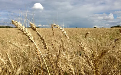 Продажа - Озимая рожь, сорт Память Кондратенко