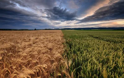 Пшеница И Рожь — стоковые фотографии и другие картинки Без людей - Без  людей, Белый, Белый фон - iStock