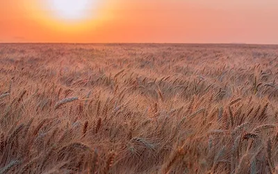 Рожь и пшеница (58 фото) - 58 фото