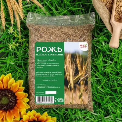 Рожь Уборка Урожая Зерно Сельское - Бесплатное фото на Pixabay - Pixabay