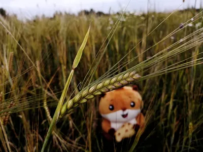 Зеленые уши тритикале, гибрид пшеницы и рожь в поле Стоковое Фото -  изображение насчитывающей здорово, хлебоуборка: 72535884