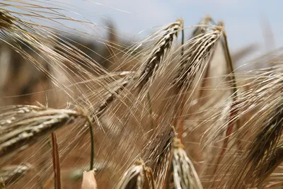 Пшеница Пшеничное Поле Рожь - Бесплатное фото на Pixabay - Pixabay