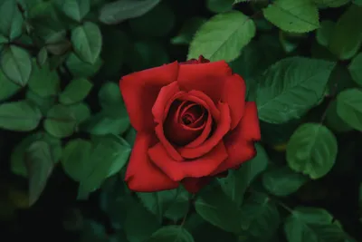 Delivery of a bouquet of red roses