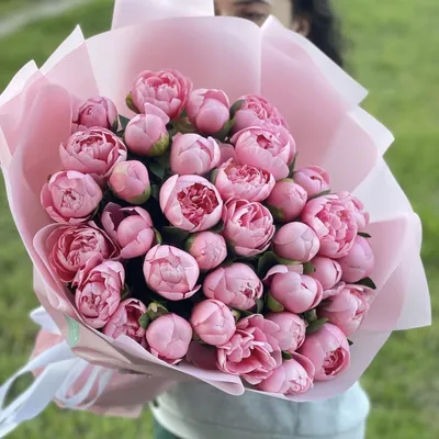 Фотографии Розы розовая Цветы Шаблон поздравительной открытки белым