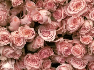 Букет из 51 розовой розы (60 см) за 6725р. Позиция № 527