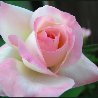 Энциклопедия цветов - Роза бело-розовая