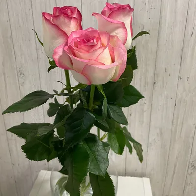 Розовые розы (Эквадор), сорт \"Пинк Флойд\", \"Готча\" - магазин \"Свежие розы  Пермь\"