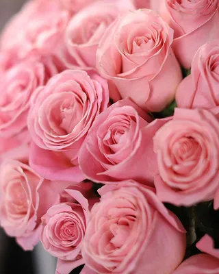 Only Rose — идеальный букет из роз | Купить букет из свежесрезанных розовых  роз «Комплимент №5»
