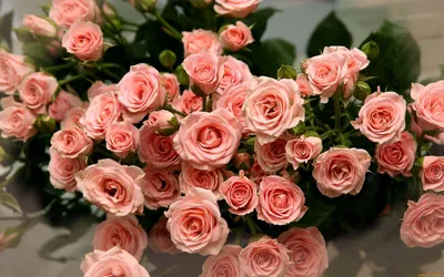 Букет из 51 свежей насыщенно розовой розы ~ Доставка цветов в Ижевске