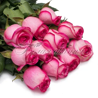 Розовые розы картинки фотографии