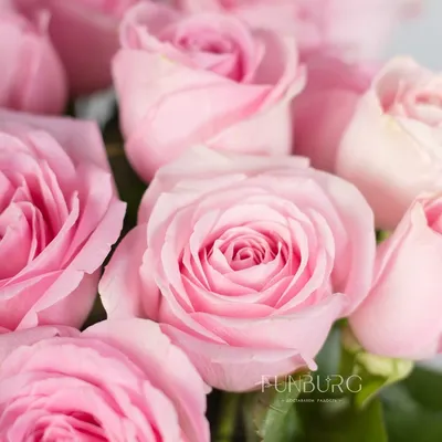Розовые розы 7 шт. купить за 910 руб. в Пензе с доставкой