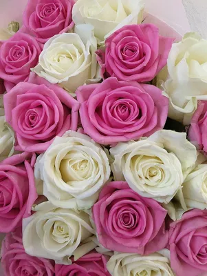 Фотографии розовые Розы Цветы