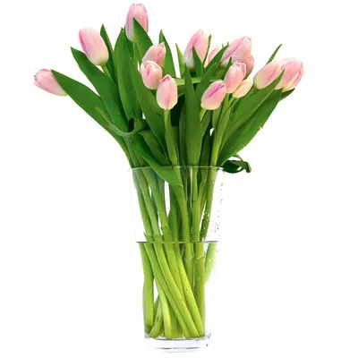 Купить розовые тюльпаны с доставкой по Екатеринбургу - интернет-магазин  «Funburg.ru»