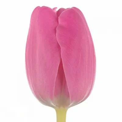 Купить Белые и розовые тюльпаны с доставкой в Омске - магазин цветов Трава