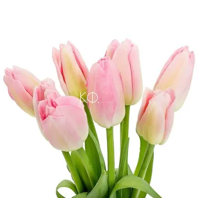 101 розовый тюльпан - купить в Москве по цене 12290 р - Magic Flower