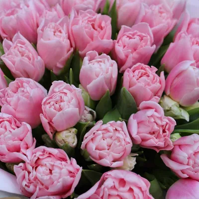 Пазл розовые тюльпаны в каплях - разгадать онлайн из раздела \"Цветы\"  бесплатно