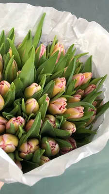 Купить Нежные пионовидные розовые тюльпаны 39 штук с доставкой в Краснодаре  | Vanilla