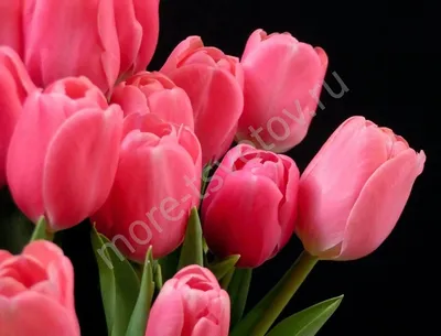 Купить Розовые тюльпаны с доставкой | Заказать цветы дешево в магазине  Iziflo