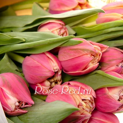 Синди и Кайа: розовые тюльпаны и гиацинты с шляпных коробках по цене 14897  ₽ - купить в RoseMarkt с доставкой по Санкт-Петербургу