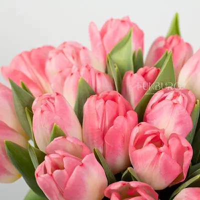 тюльпаны | Тюльпаны, Розовые тюльпаны, Цветы