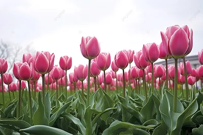 Фотографии розовые тюльпан цветок