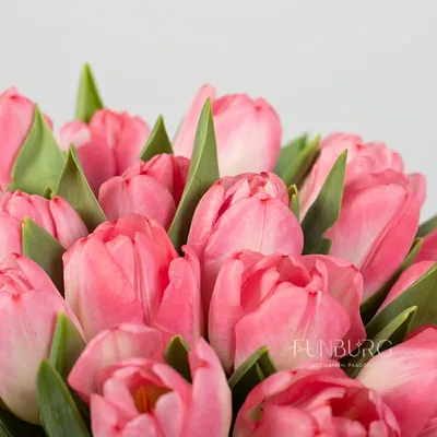 Букет из 15 розовых тюльпанов. Купить цветы.
