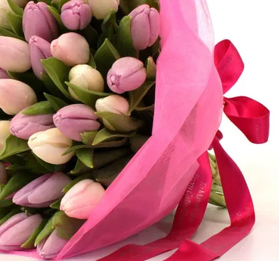 Розовые тюльпаны - фото и картинки: 64 штук