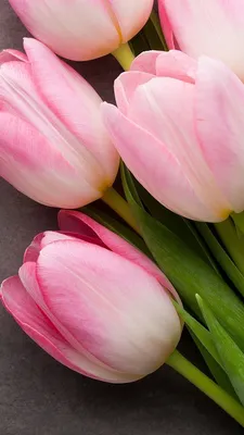 Розовые тюльпаны картинки фотографии