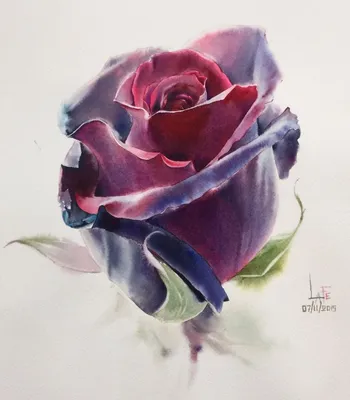 Мастер-класс «Рисуем розы акварелью | Flower art, Watercolor flowers,  Watercolor art