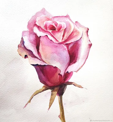 Роза акварелью | Пикабу