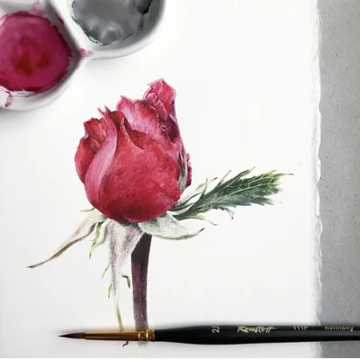 Видео мастер-класс «Как акварелью рисовать розу Дэвида Остина» — Декор  Академия