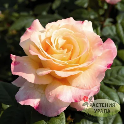 Роза акварель | Цветы | Каталог Affresco