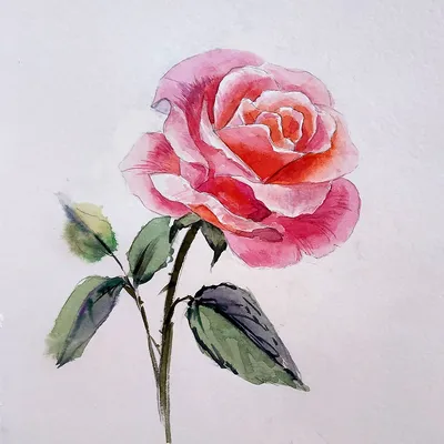Как нарисовать розу акварельными красками