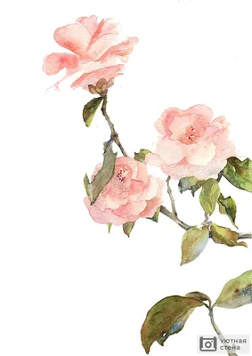 Роза акварелью по мокрому / Rose watercolor on the wet | Flickr