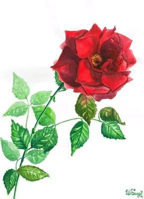 Бутон розы» картина Павловской Марии (бумага, акварель) — купить на  ArtNow.ru
