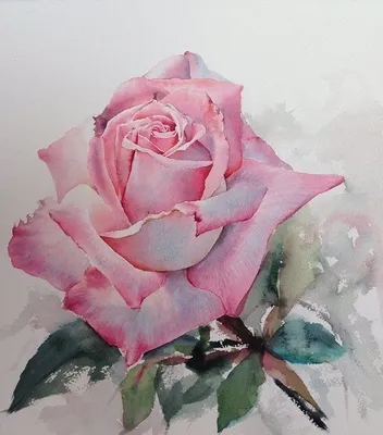 Художник La Fe. Нежная акварель: розы | Искусство из роз, Нарисовать цветы,  Акварельная роза